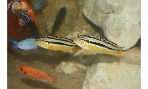 Melanochromis auratus